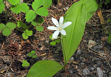 deepwoods flower 4 small graphic